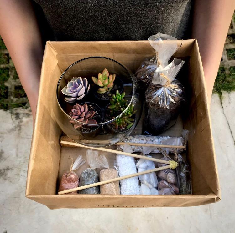 Kit de terrário para montar