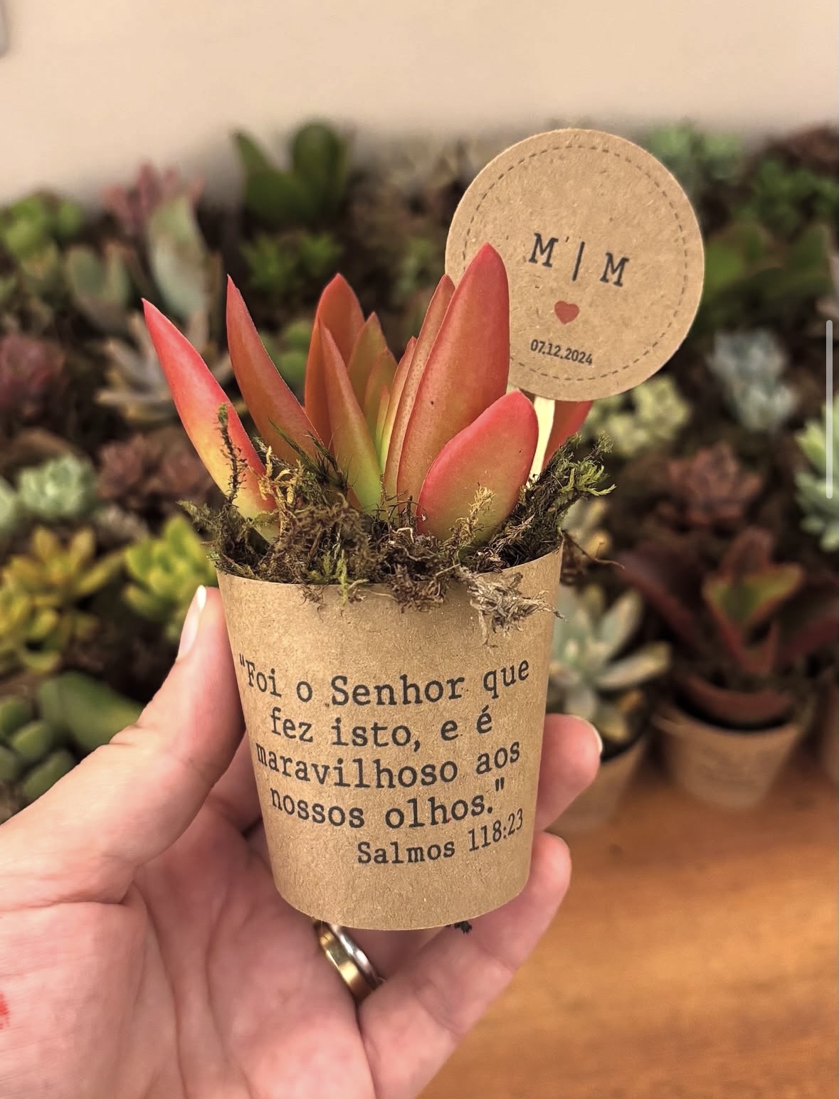 Terrário pequeno em vidro cilíndrico